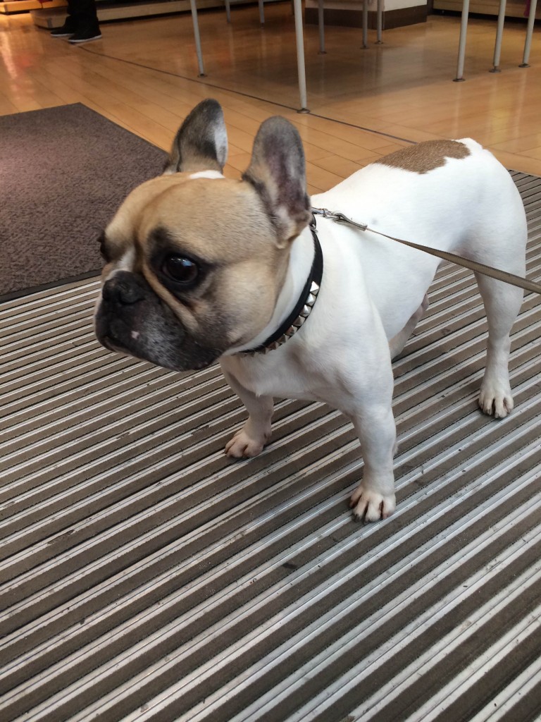 French language was asked (in french!) to dog-sit this pup during their lunch break. Taken by Zoe!